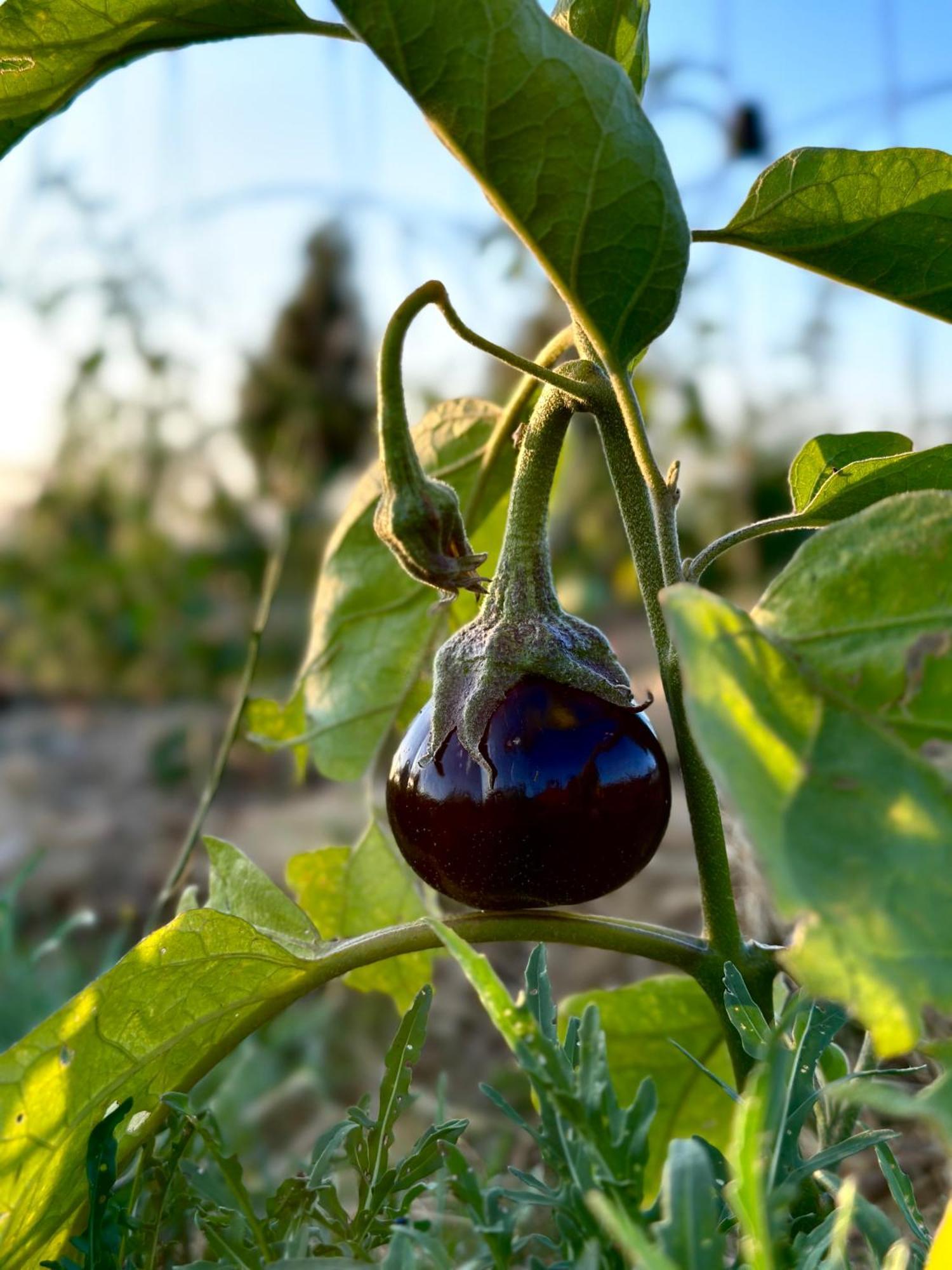 Tenuta Di Paternostro فيترالّا المظهر الخارجي الصورة